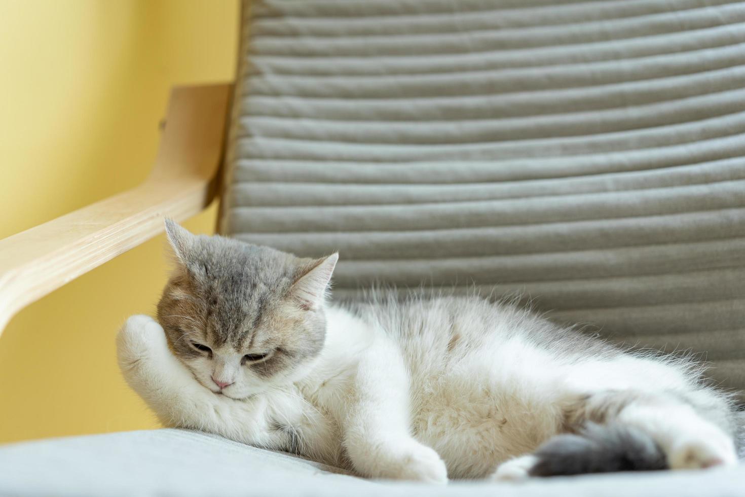 cat grooming itself at home. cat licking paws and washing face. photo