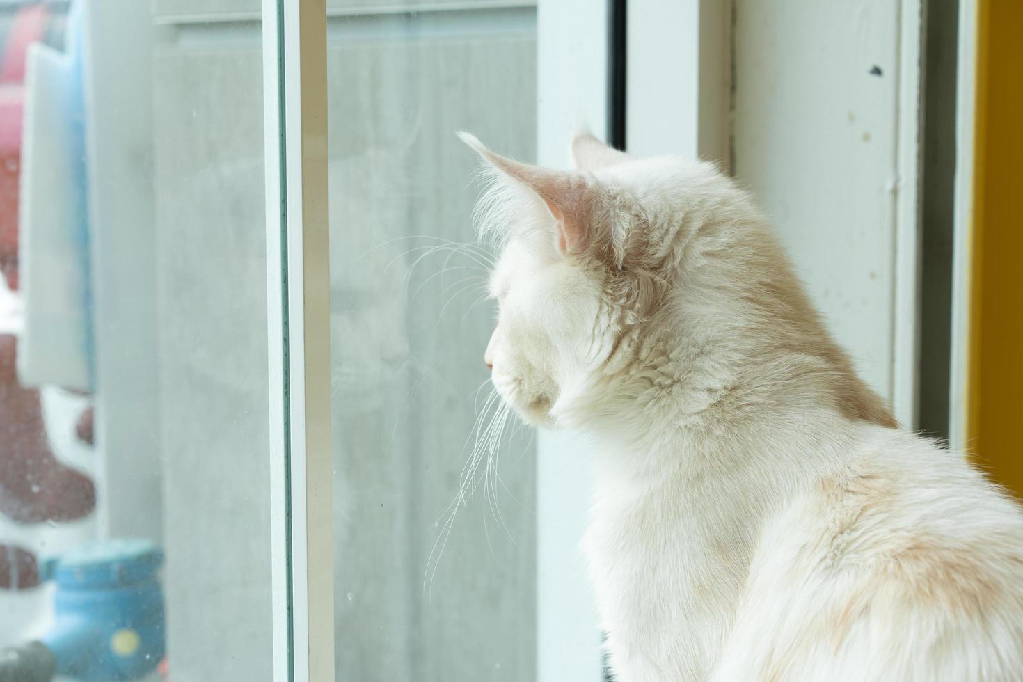 lindo gato mirando a su alrededor, concepto de mascotas, animales domésticos. primer plano, retrato, de, gato, sentado, mirar alrededor foto