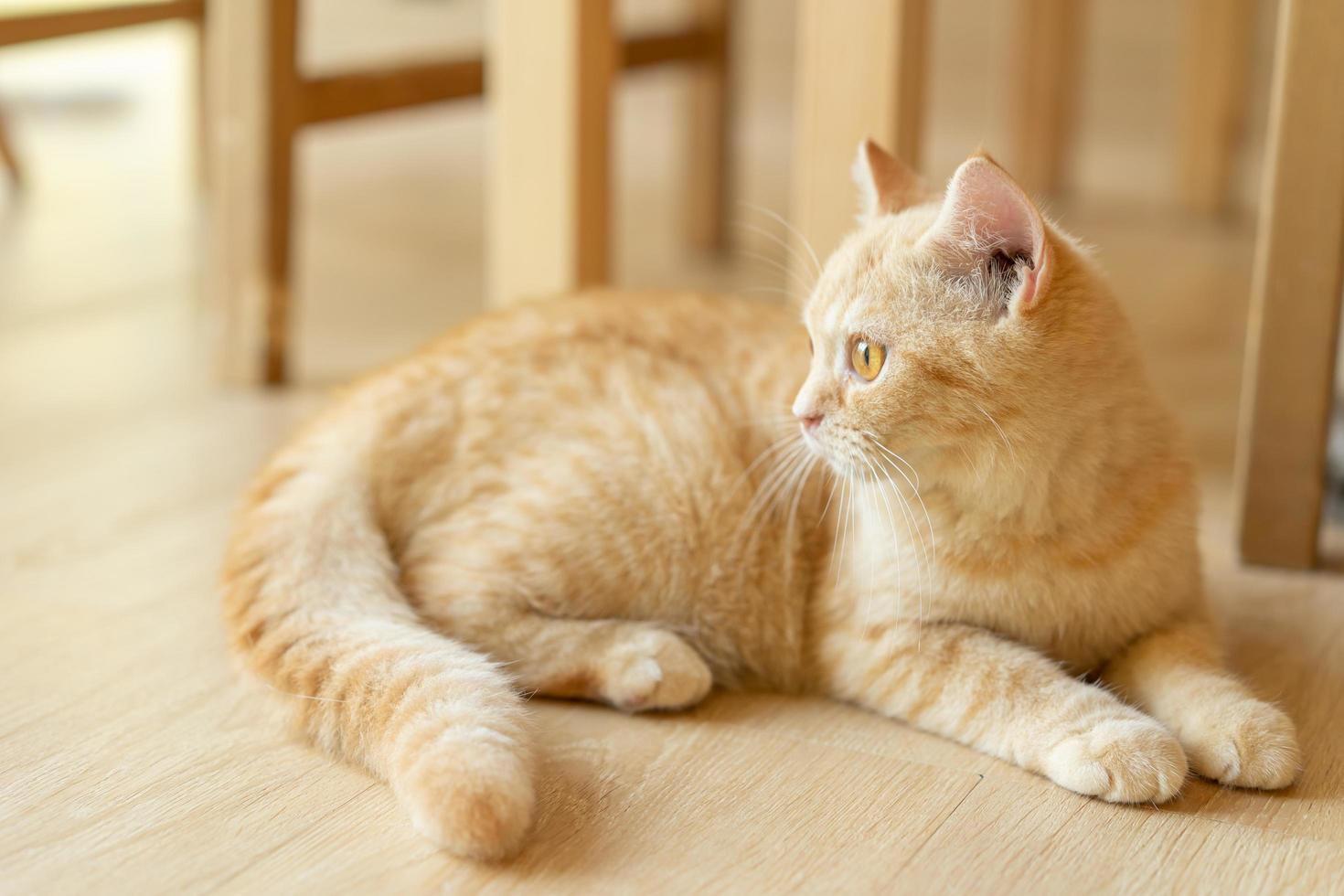 cute cat looking around, concept of pets, domestic animals. Close-up portrait of cat sitting down looking around photo