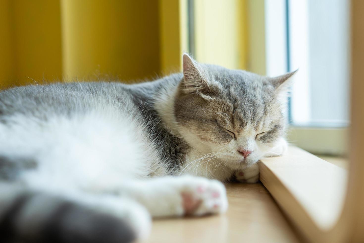 gato durmiendo en una mesa de madera. gato durmiendo foto