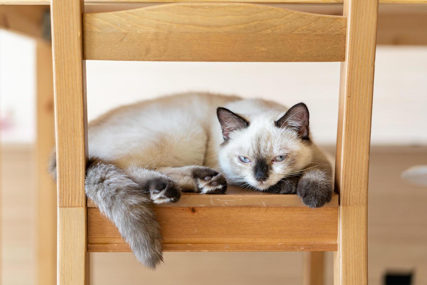 Cat sleeping on a wooden table. sleeping cat photo