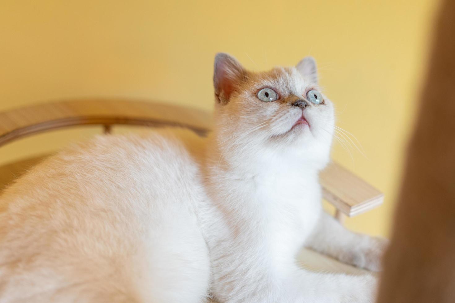 cute cat looking around, concept of pets, domestic animals. Close-up portrait of cat sitting down looking around photo