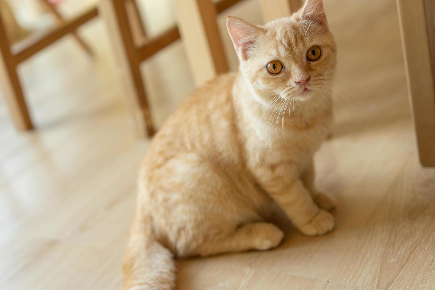cute cat looking around, concept of pets, domestic animals. Close-up portrait of cat sitting down looking around photo