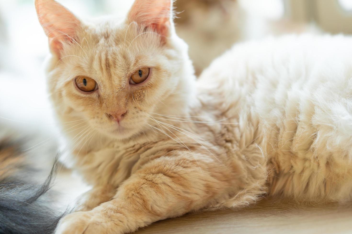 cute cat looking around, concept of pets, domestic animals. Close-up portrait of cat sitting down looking around photo