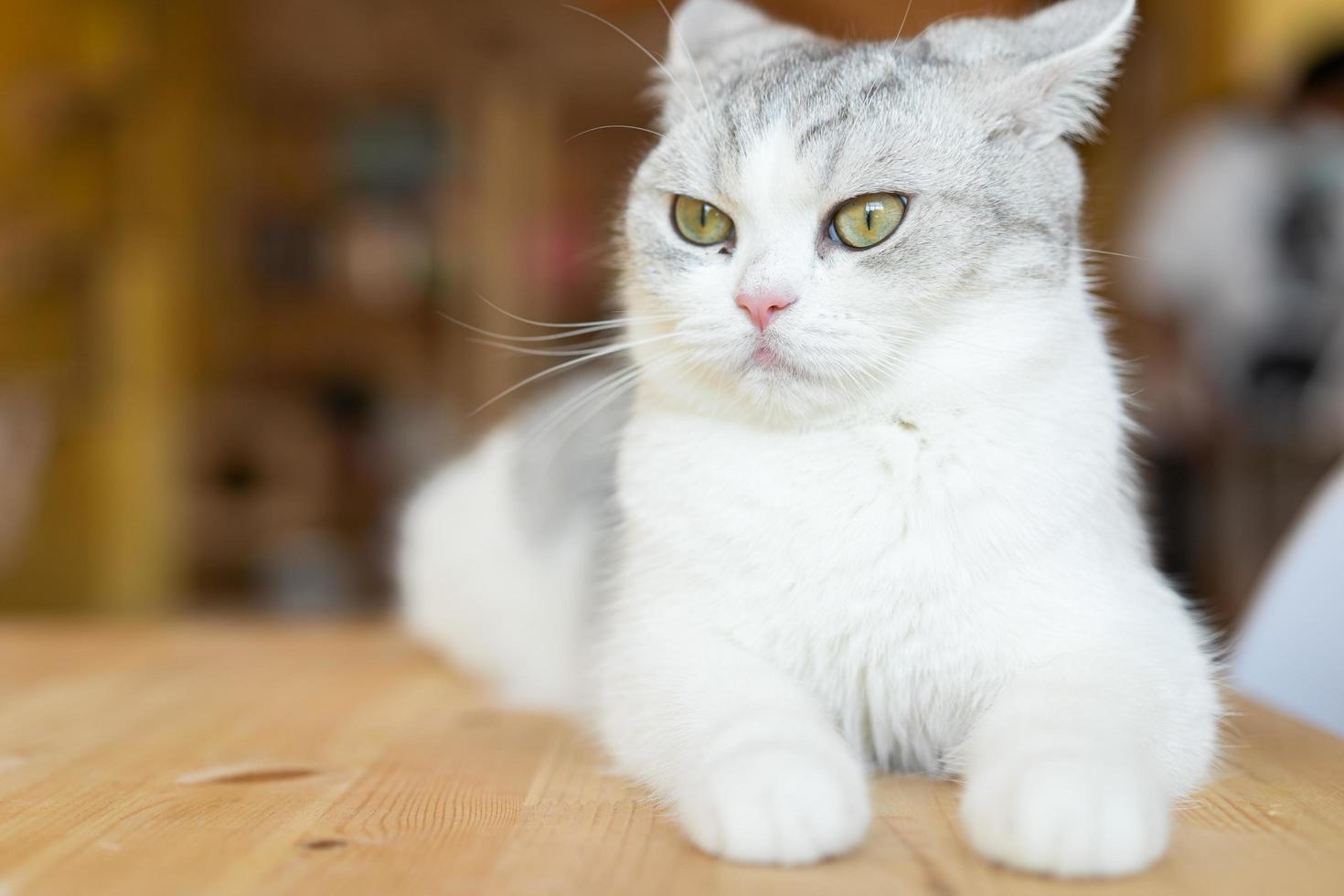 lindo gato mirando a su alrededor, concepto de mascotas, animales domésticos. primer plano, retrato, de, gato, sentado, mirar alrededor foto