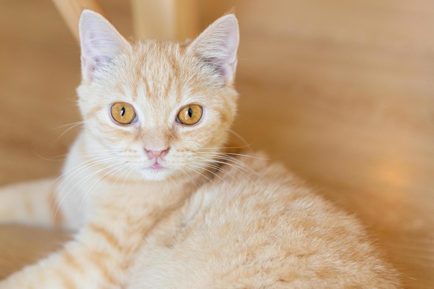 Cat with head tilted indoors. Cat is looking at camera. Portrait of a cat with yellow eyes. photo