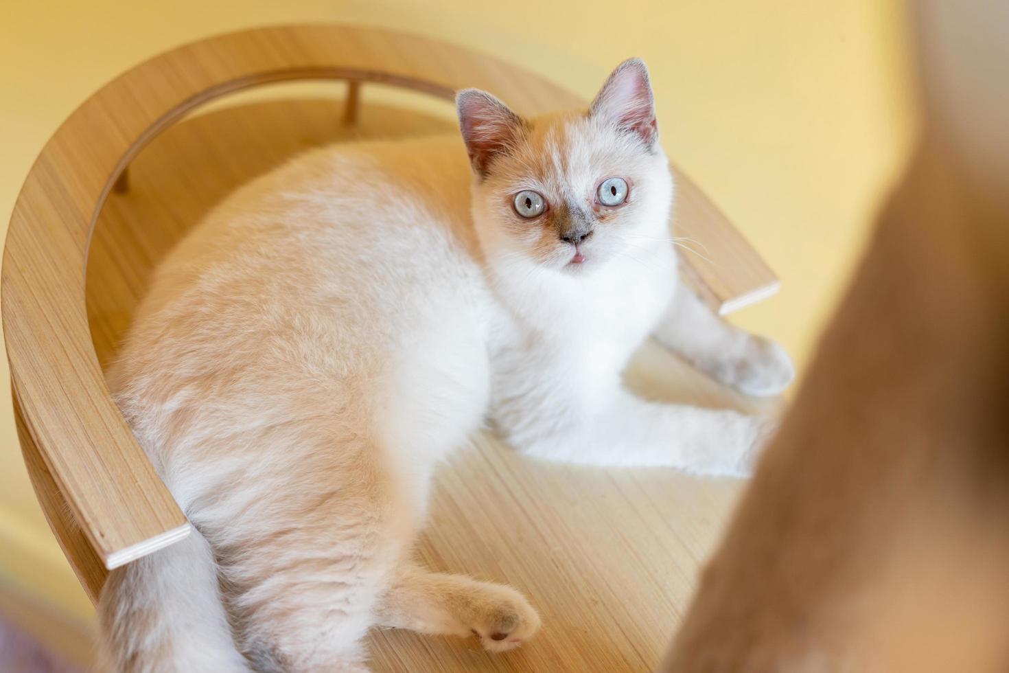 Cat with head tilted indoors. Cat is looking at camera. Portrait of a cat with yellow eyes. photo