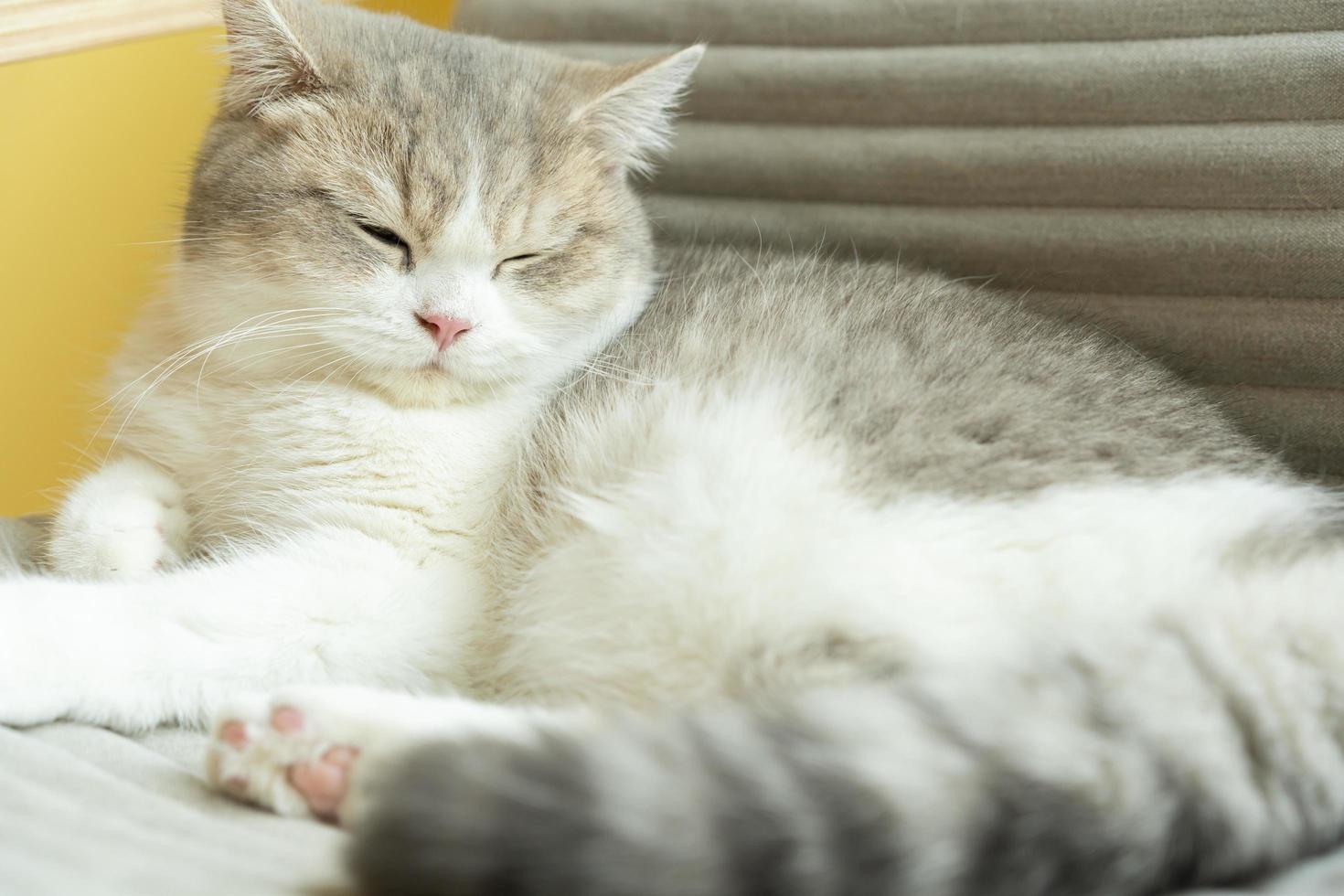 cute cat looking around, concept of pets, domestic animals. Close-up portrait of cat sitting down looking around photo