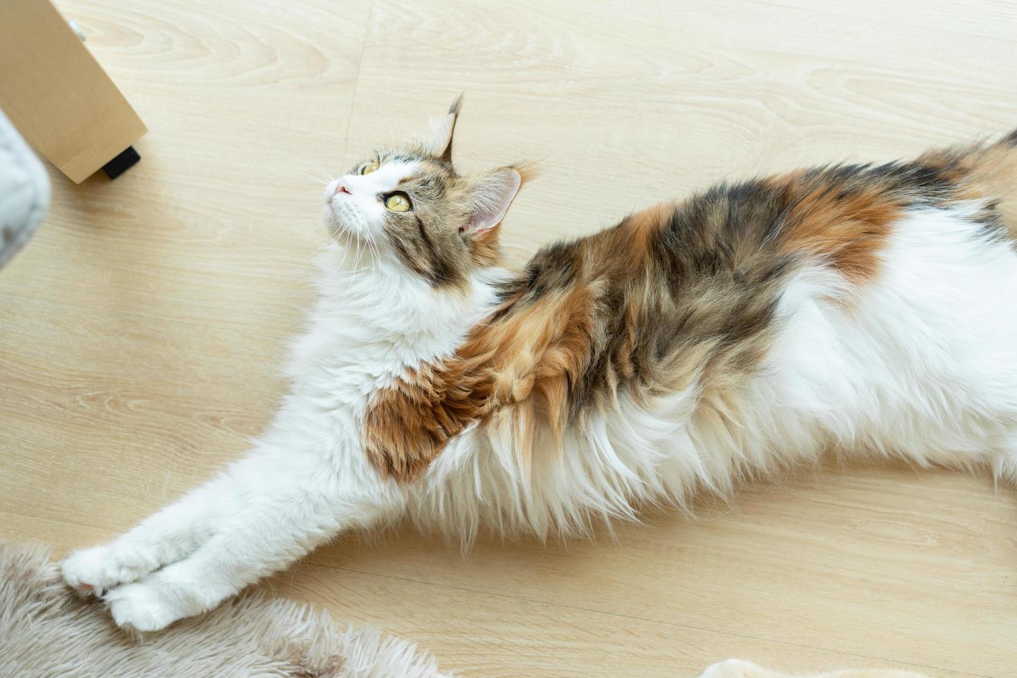 Cat sleeping on a wooden table. sleeping cat photo