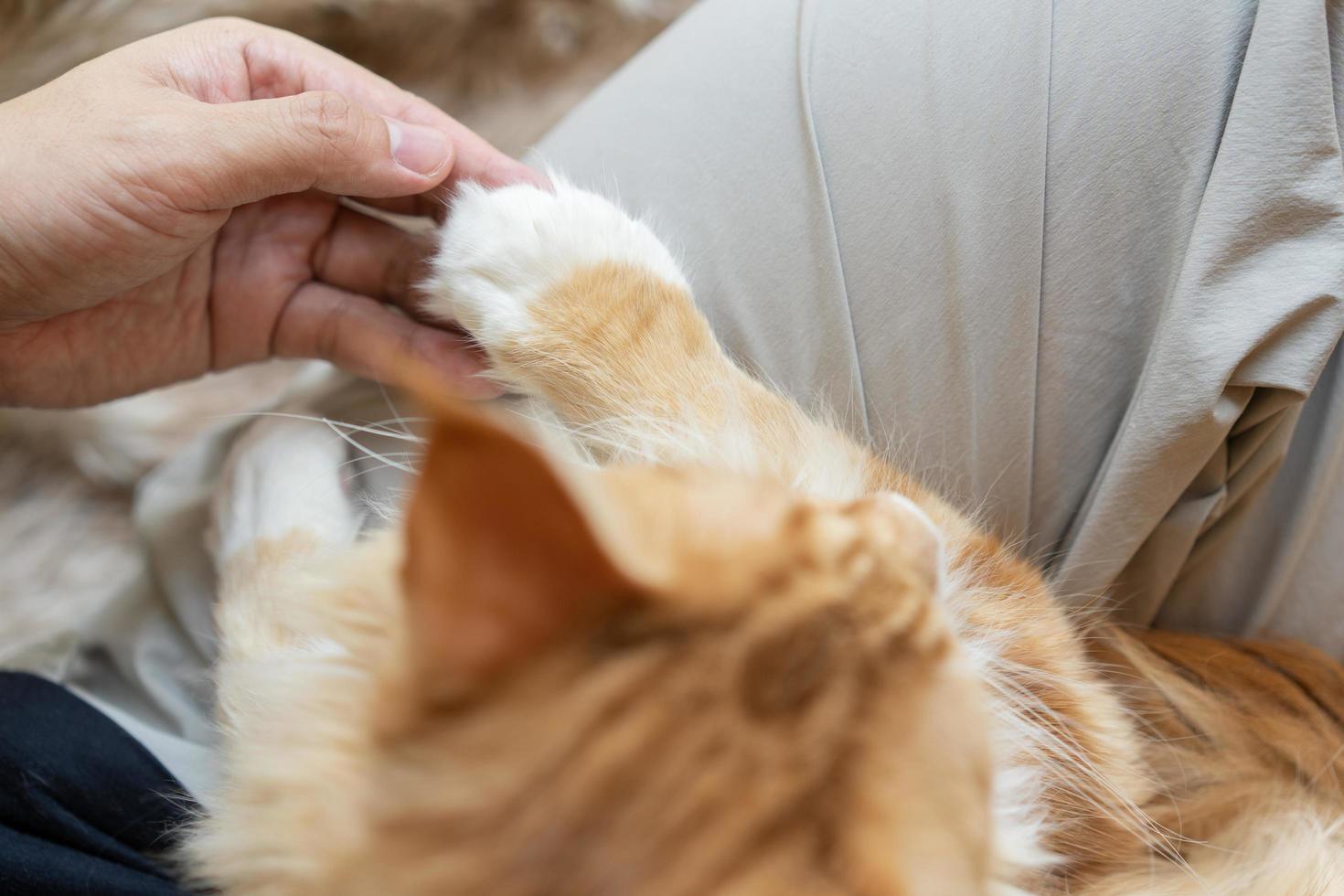 pata de gato en la mano del hombre. amistad con una mascota. ayudar y cuidar a los animales. de cerca. mano de hombre sosteniendo gato de pierna por amor. foto