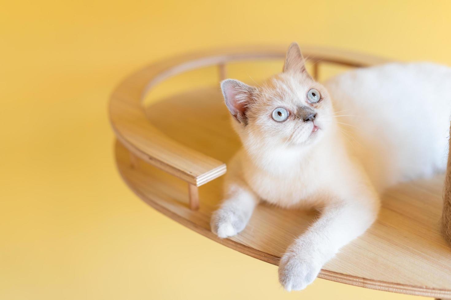 cute cat looking around, concept of pets, domestic animals. Close-up portrait of cat sitting down looking around photo