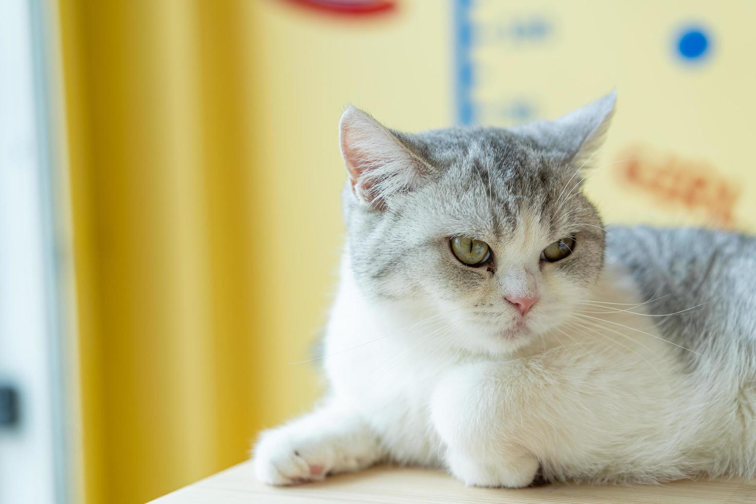 cute cat looking around, concept of pets, domestic animals. Close-up portrait of cat sitting down looking around photo