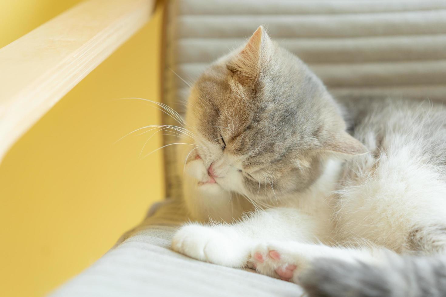 cat grooming itself at home. cat licking paws and washing face. photo