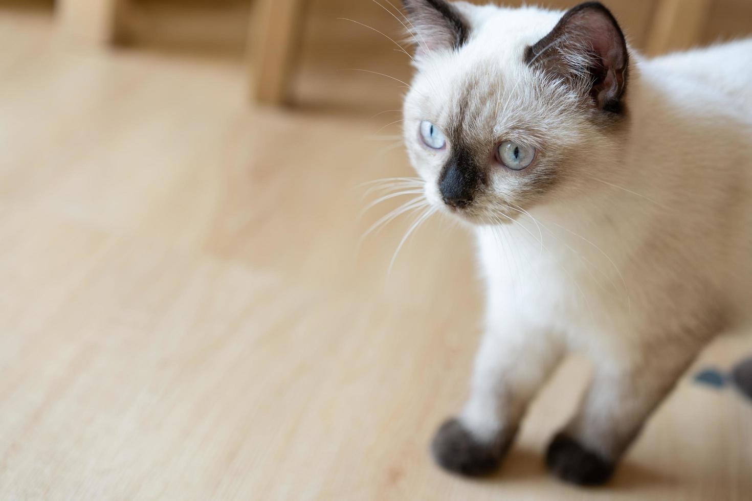 lindo gato mirando a su alrededor, concepto de mascotas, animales domésticos. primer plano, retrato, de, gato, sentado, mirar alrededor foto