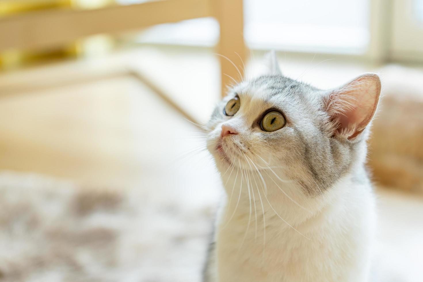 cute cat looking around, concept of pets, domestic animals. Close-up portrait of cat sitting down looking around photo