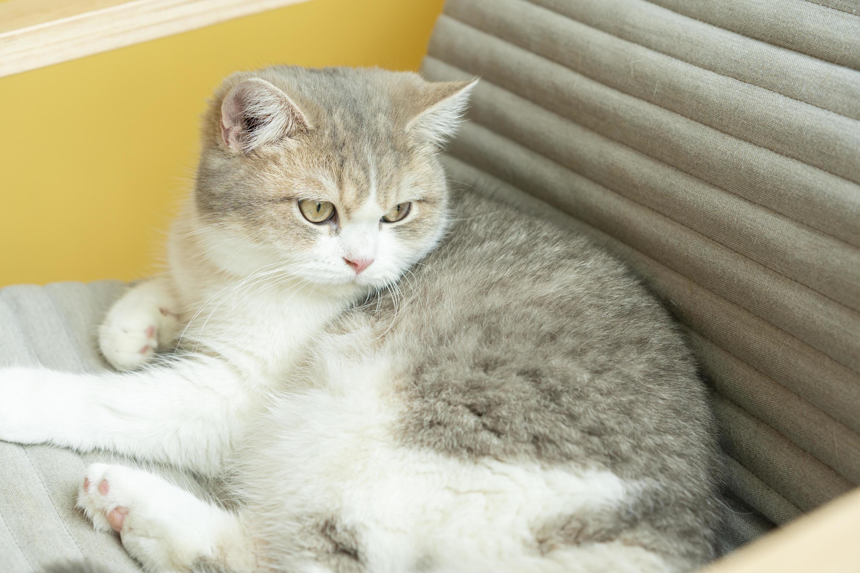 cute cat looking around, concept of pets, domestic animals. Close-up portrait of cat sitting down looking around 7290652 Stock Photo at Vecteezy cute cat looking around, concept of pets, domestic animals. Close-up portrait of cat sitting down looking around 7290652 Stock Photo at Vecteezy