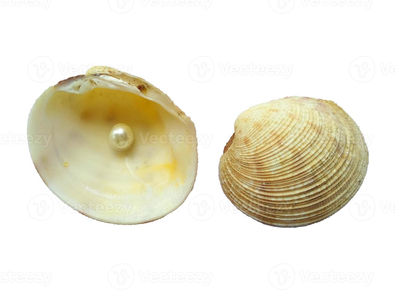 Seashell with pearl isolated on white background photo