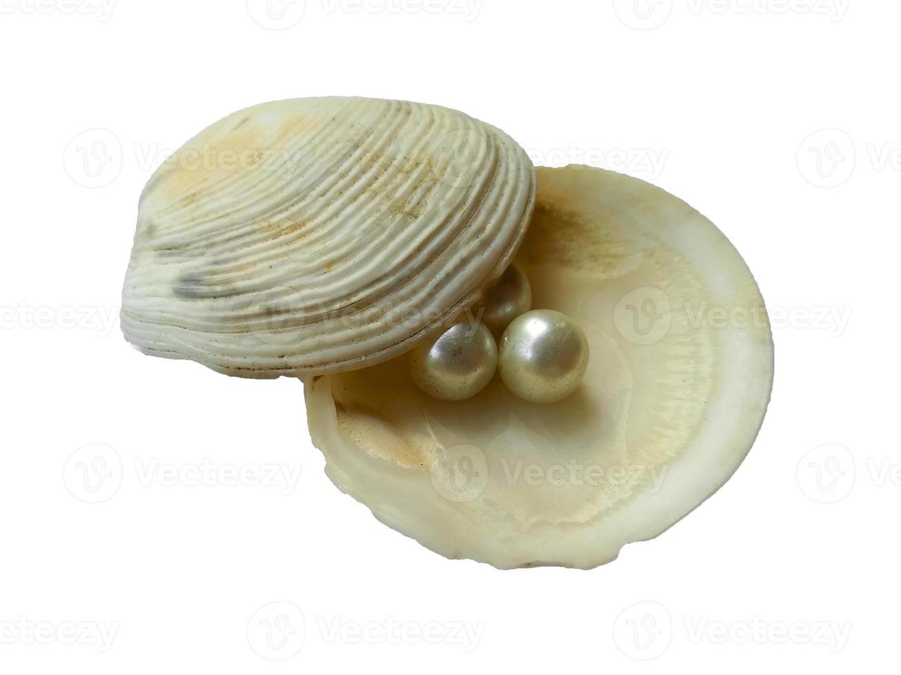 Concha y perla aislado sobre fondo blanco. foto