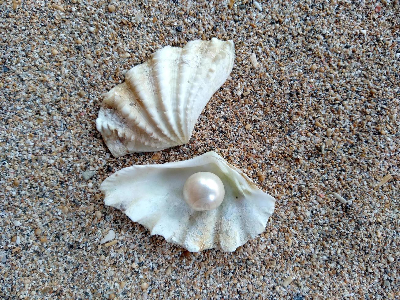 Shell with a pearl on a beach sand photo