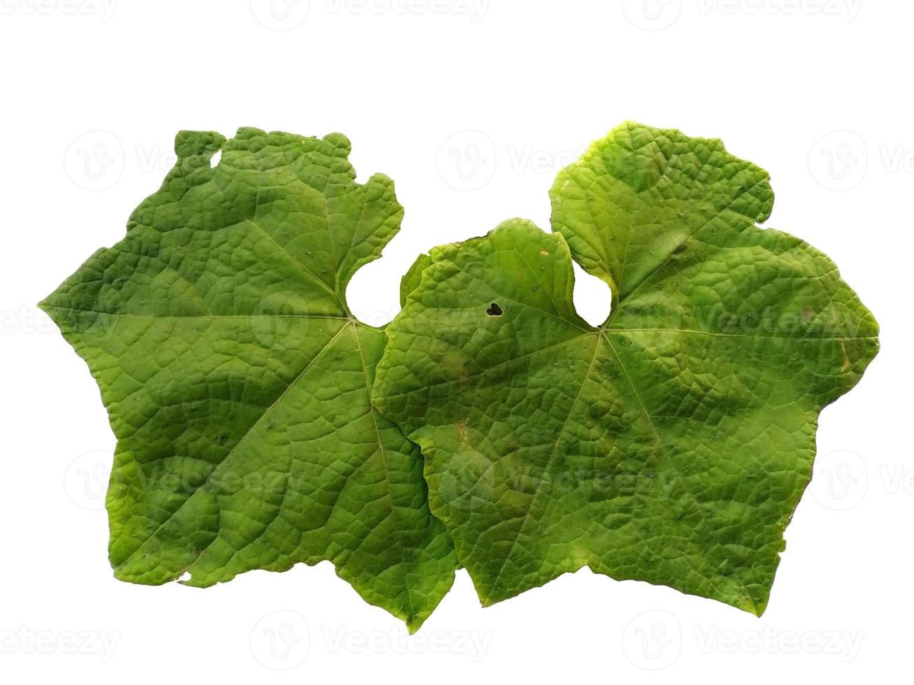 Green leaves Isolated on white background photo