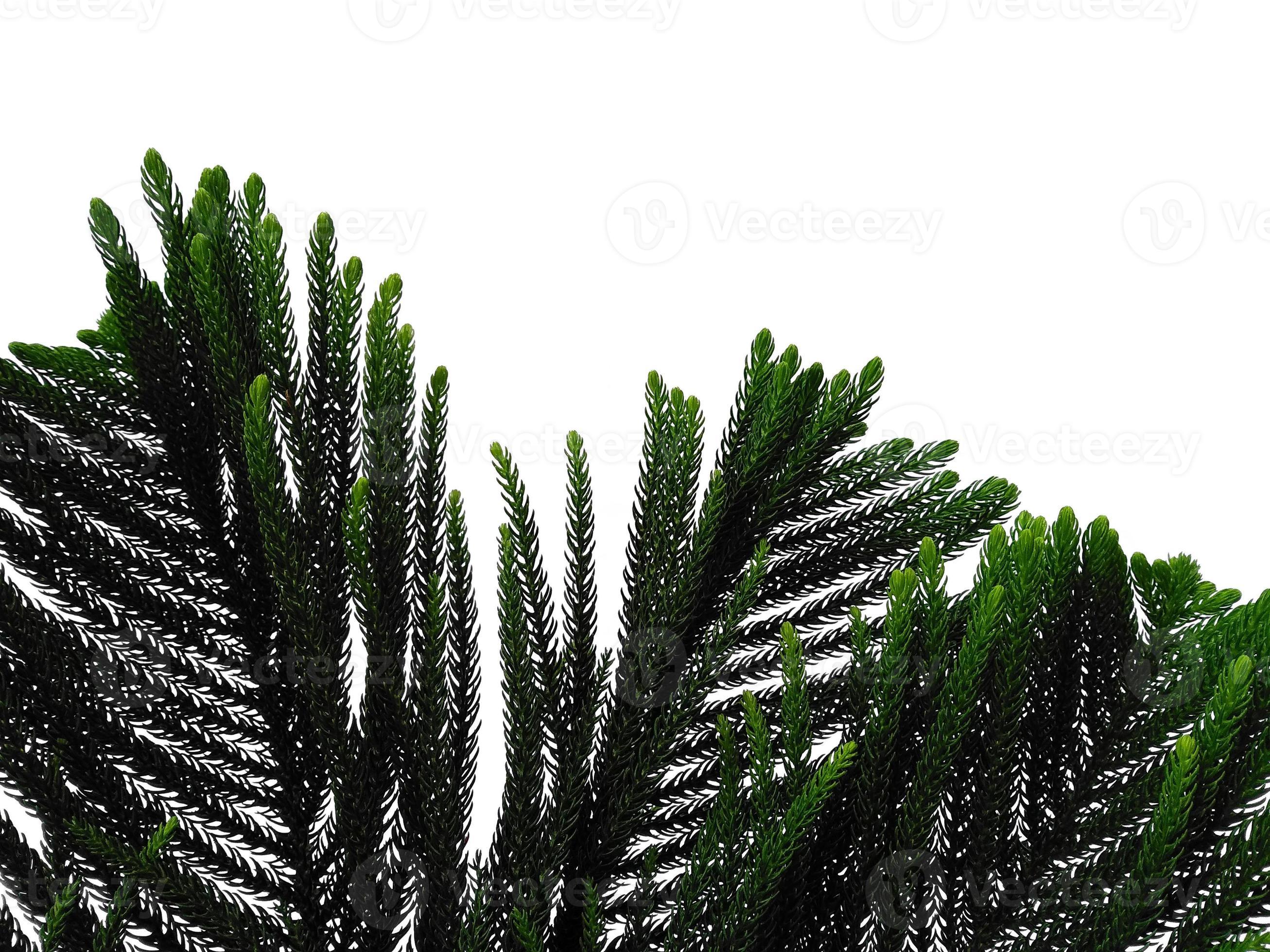 hojas de pino de aro o hojas de pino de la isla de norfolk sobre fondo blanco foto