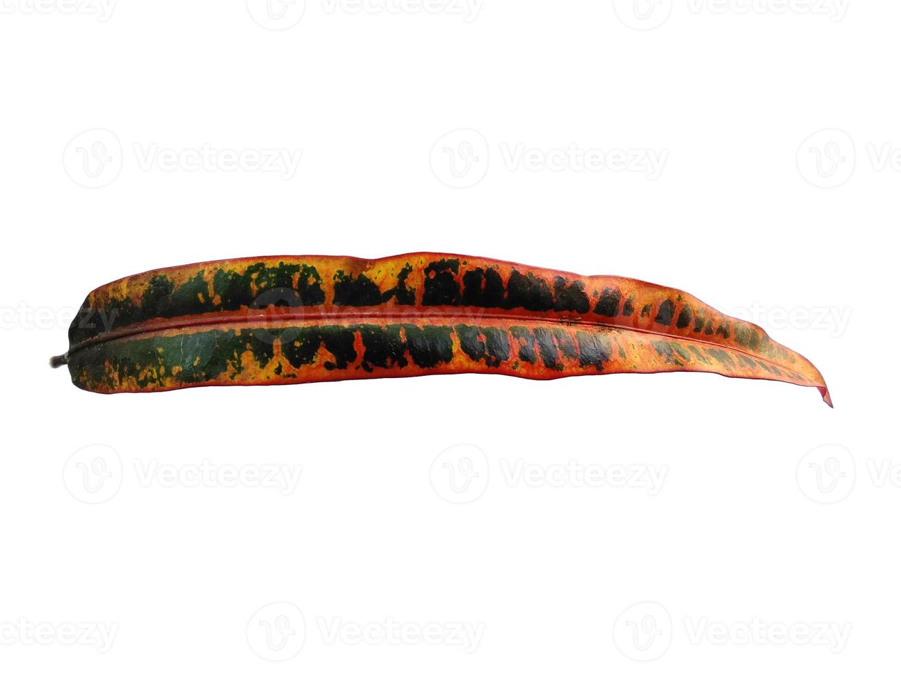 Codiaeum variegatum leaf Isolated on white background photo