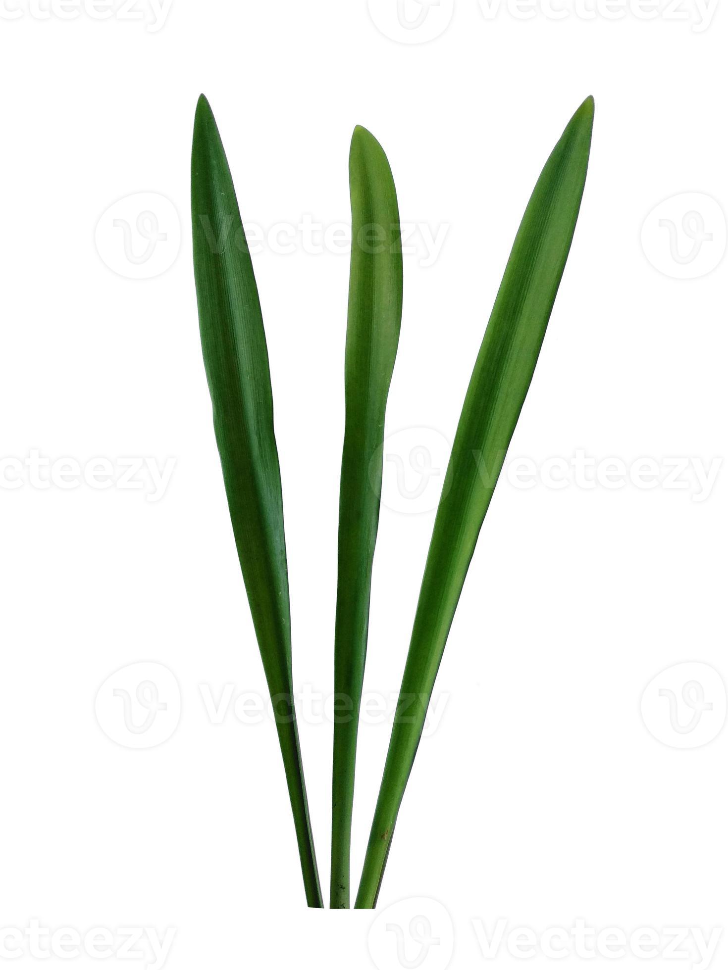 Lilium leaf or Lily leaves Isolated on white background. Green leaves
