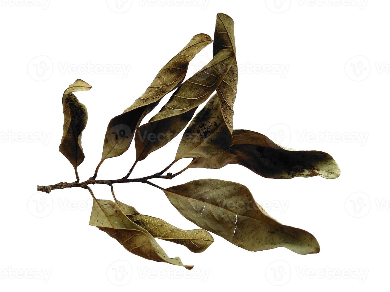 Brown leaf background. Old leaf texture. Leaf on white background photo