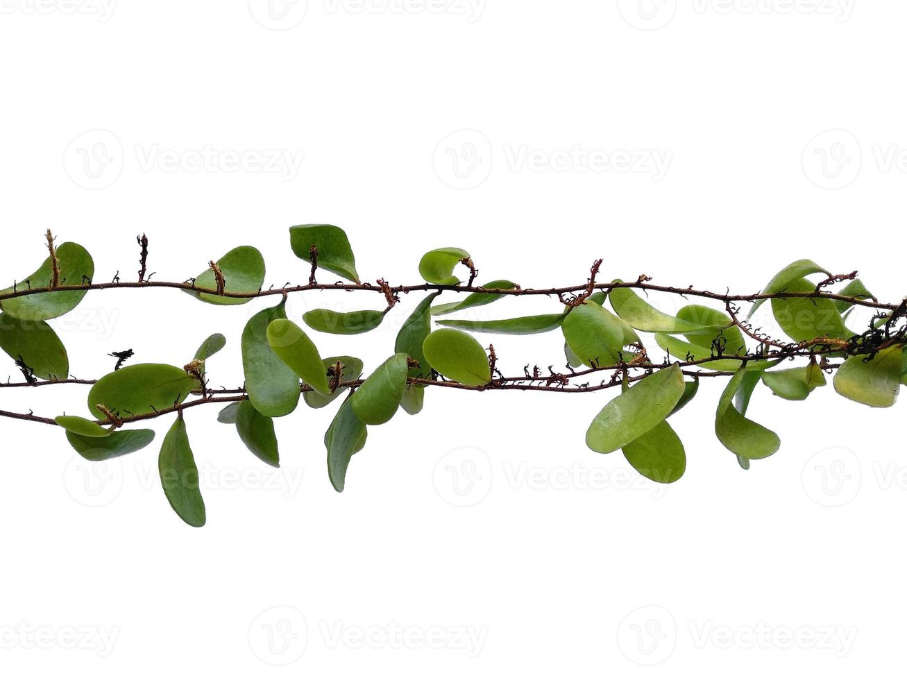 Dragon scales or Pyrrosia piloselloides on white background. Green plant hanging photo