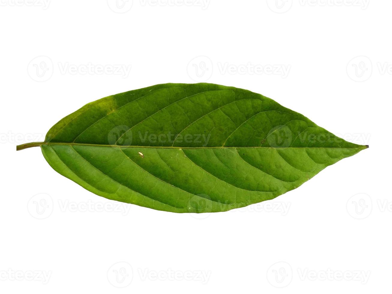 Cananga odorata or plantae leaf Isolated on white background photo