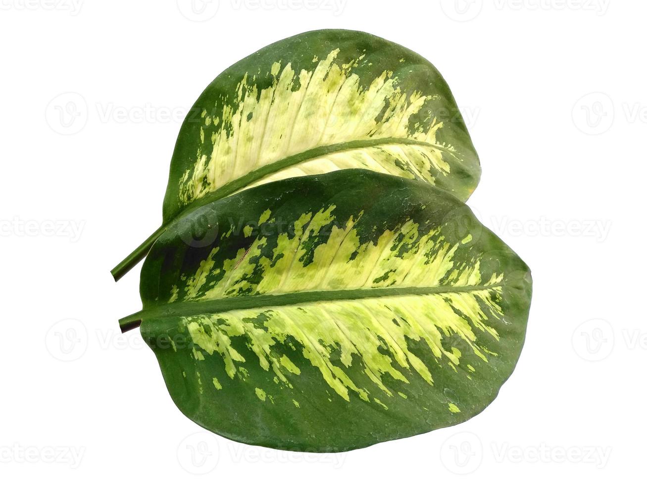 Aglaonema leaf on white background photo