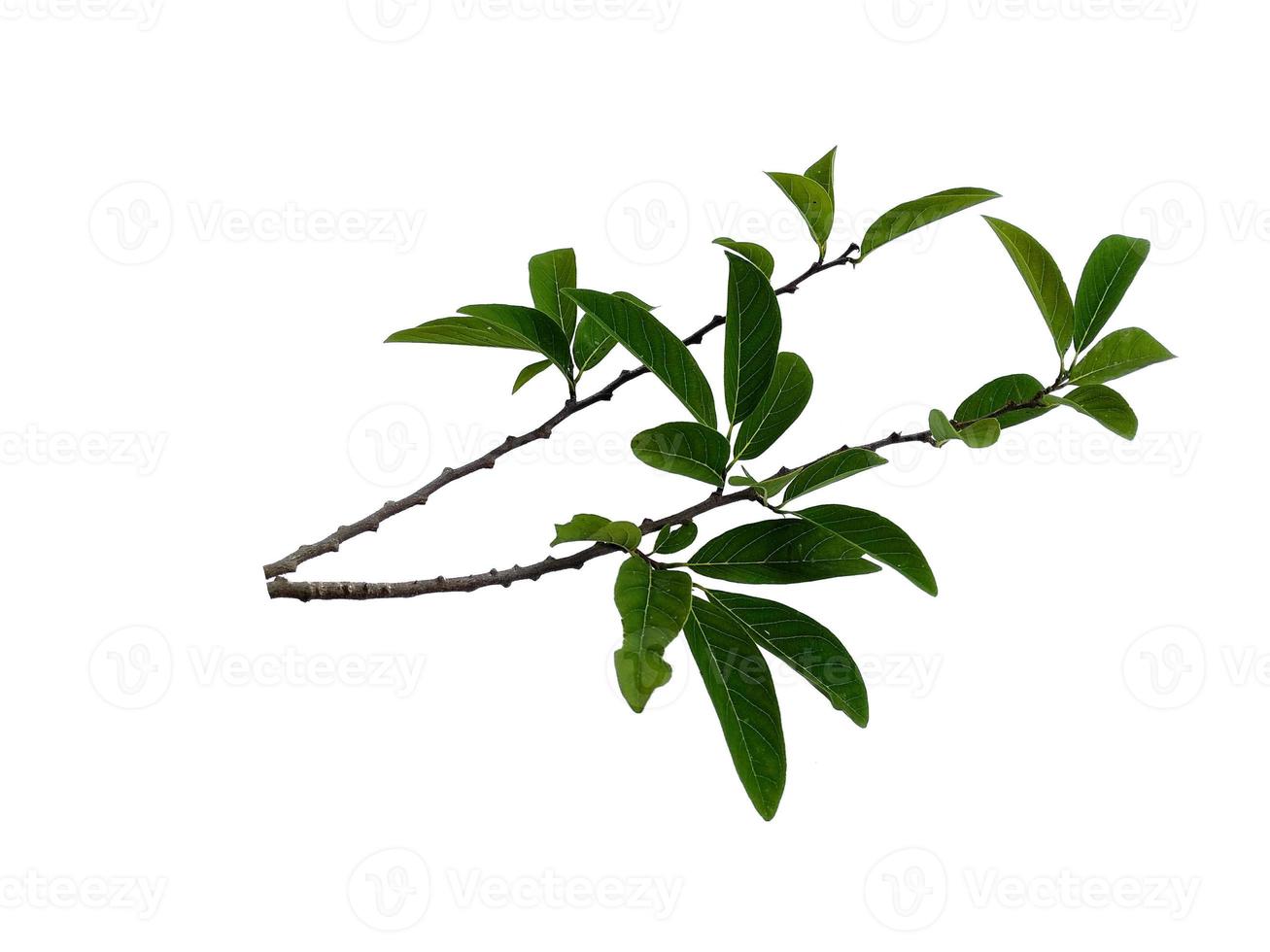 Annona squamosa or Sugar apple leaf on white background photo