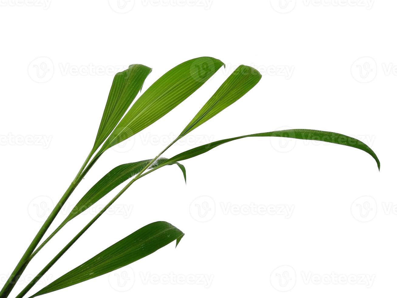 Tree on white background. Green leaves isolated on white background photo