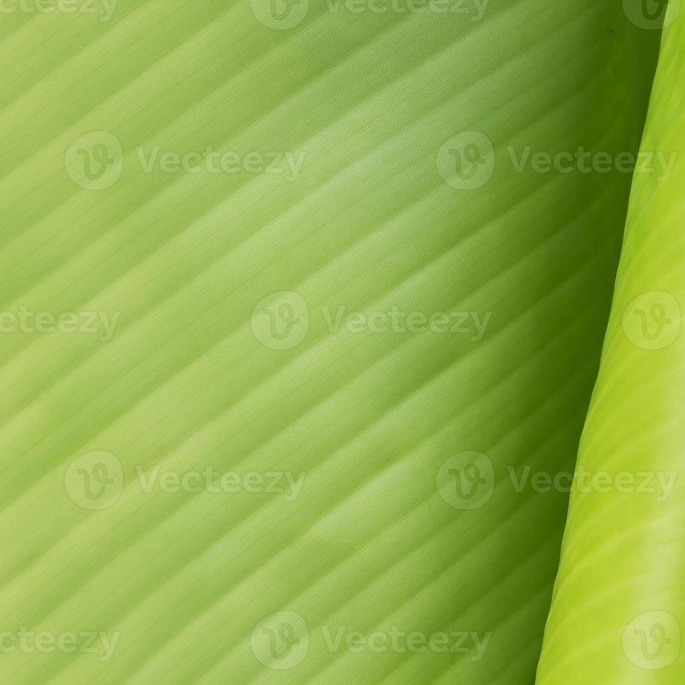 Texture background of backlight fresh green Leaf. photo
