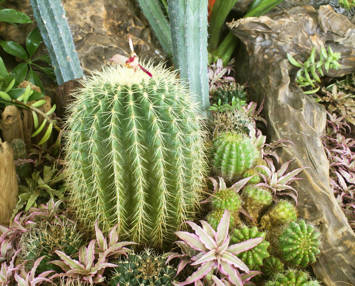 Cactus in the garden photo