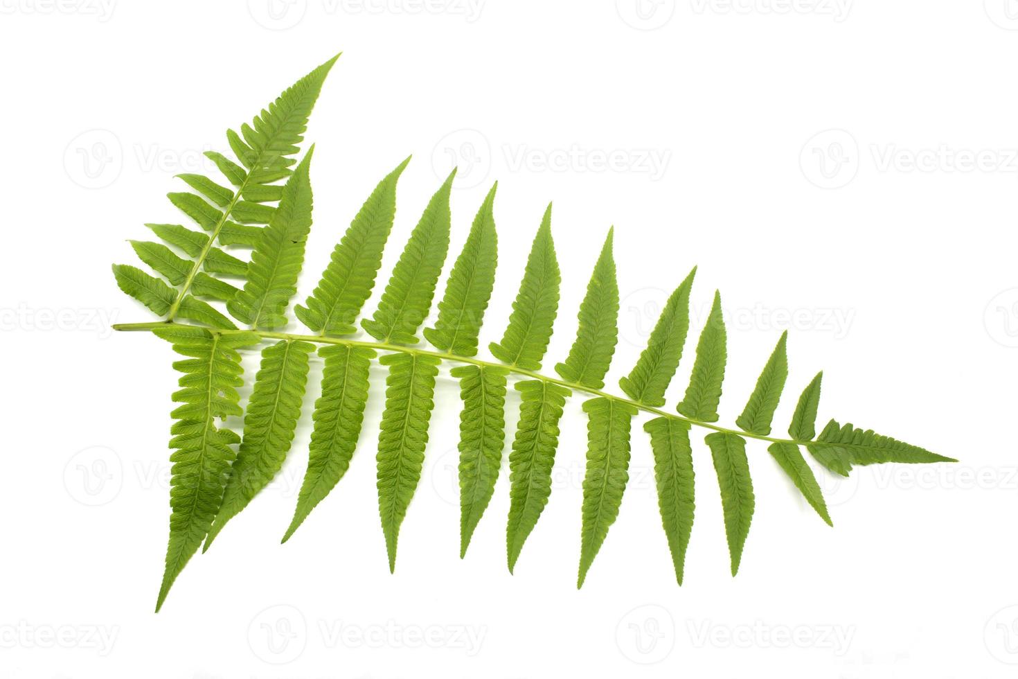 Fern isolated on white background photo