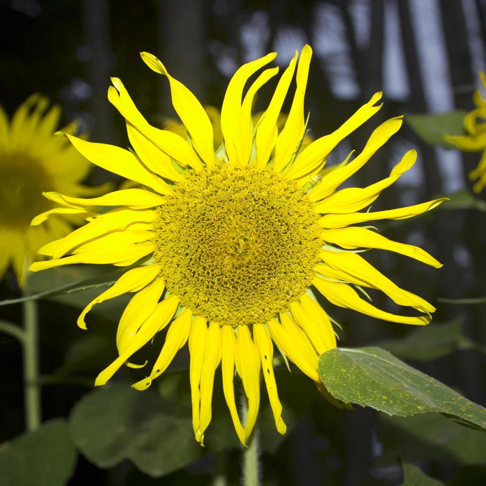 girasol en el jardin foto