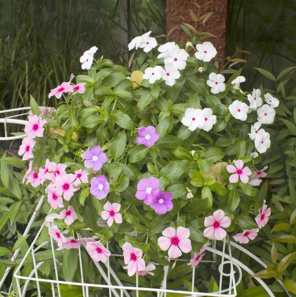 Flower in basket photo