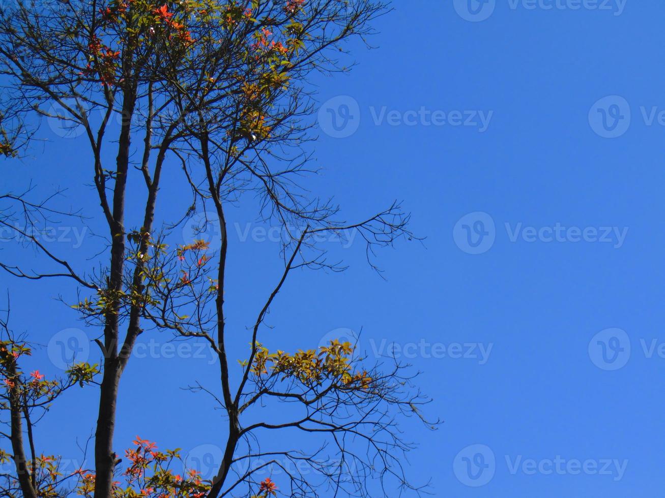 A tree with many branches on a blue sky background photo