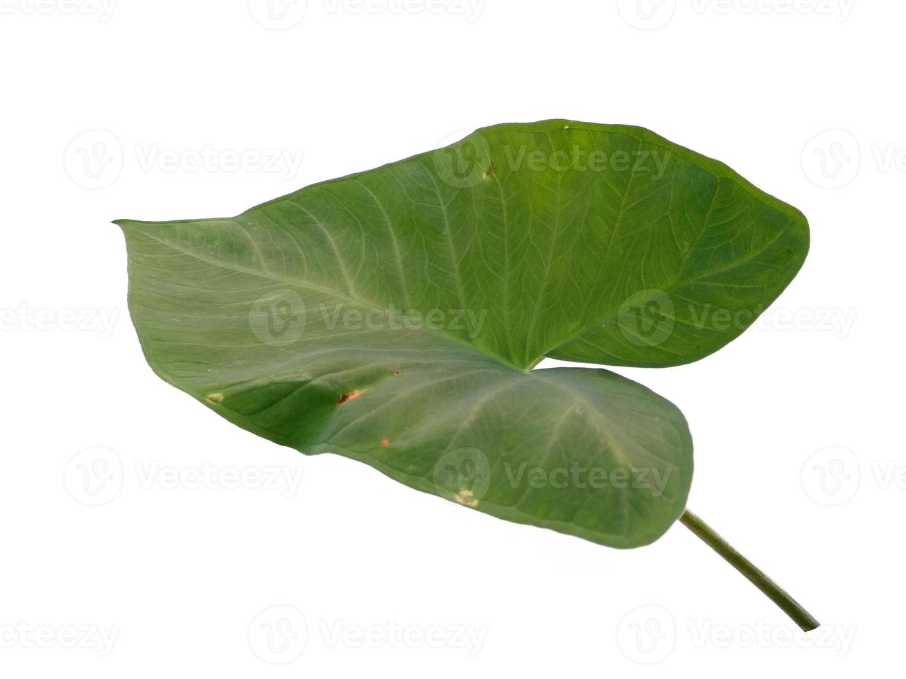 hojas de eddoe u hojas de taro salvaje sobre fondo blanco foto