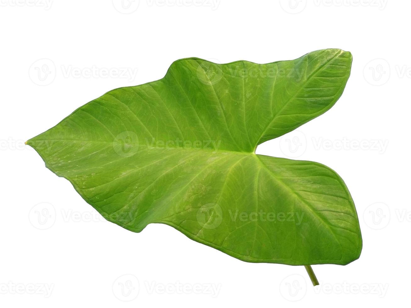 Eddoe leaves or wild taro leaf on white background photo