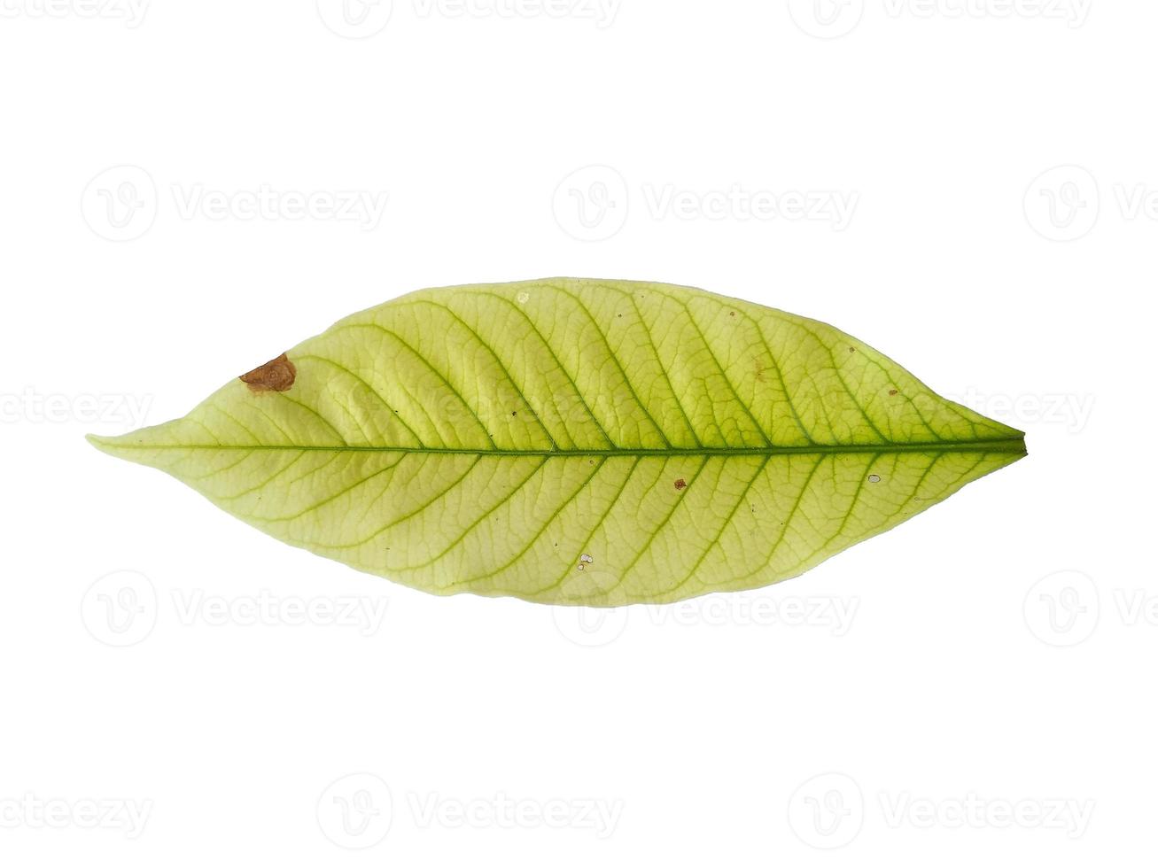 Kacapiring or Gardenia augusta or cape jasmine leaves isolated on white background photo