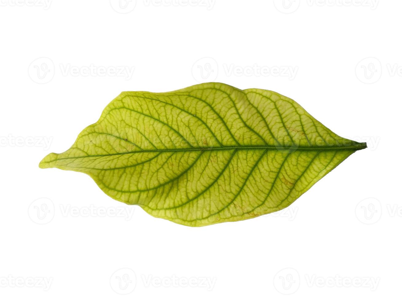 Kacapiring or Gardenia augusta or cape jasmine leaves isolated on white background photo