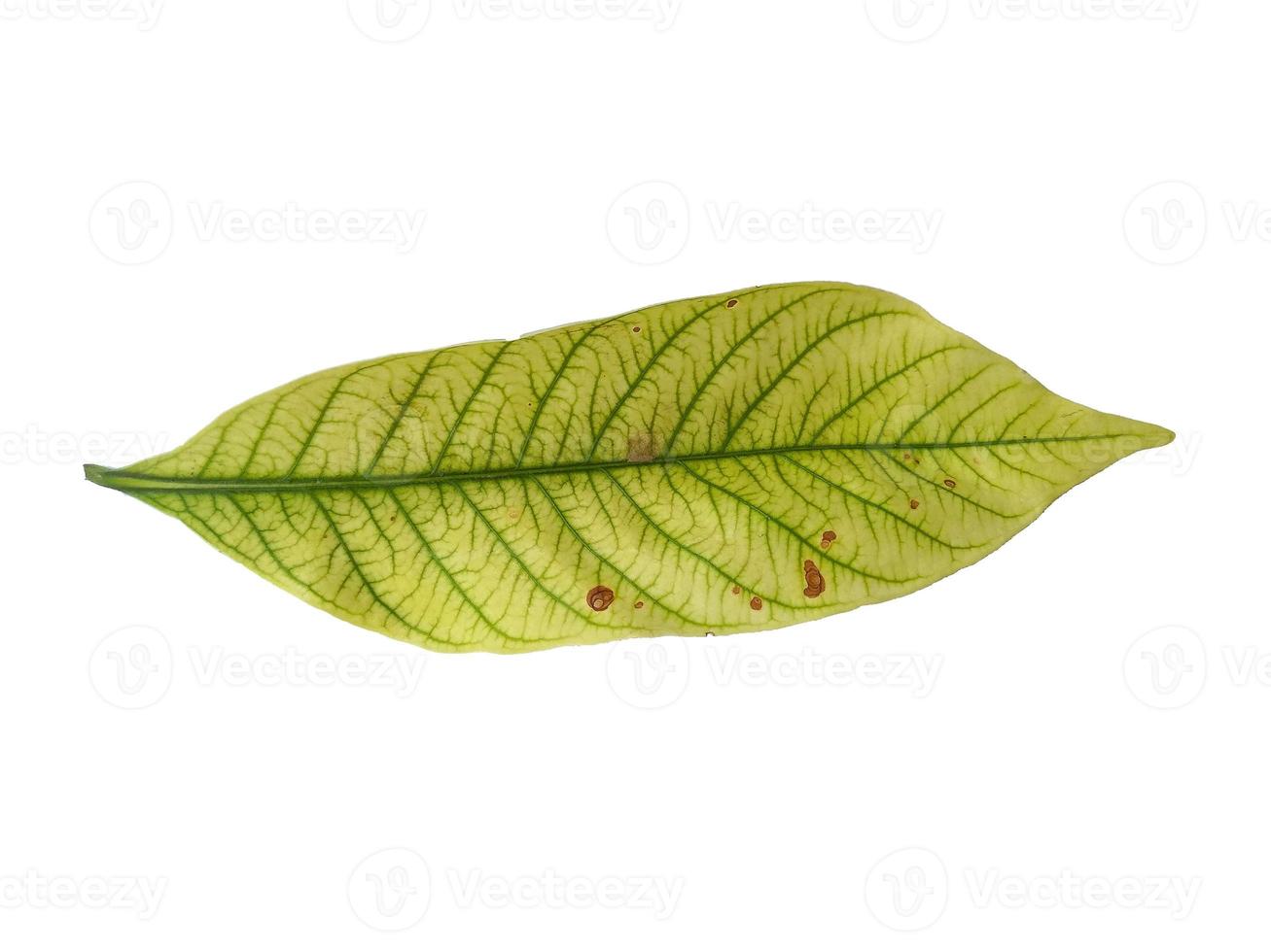 Kacapiring or Gardenia augusta or cape jasmine leaves isolated on white background photo