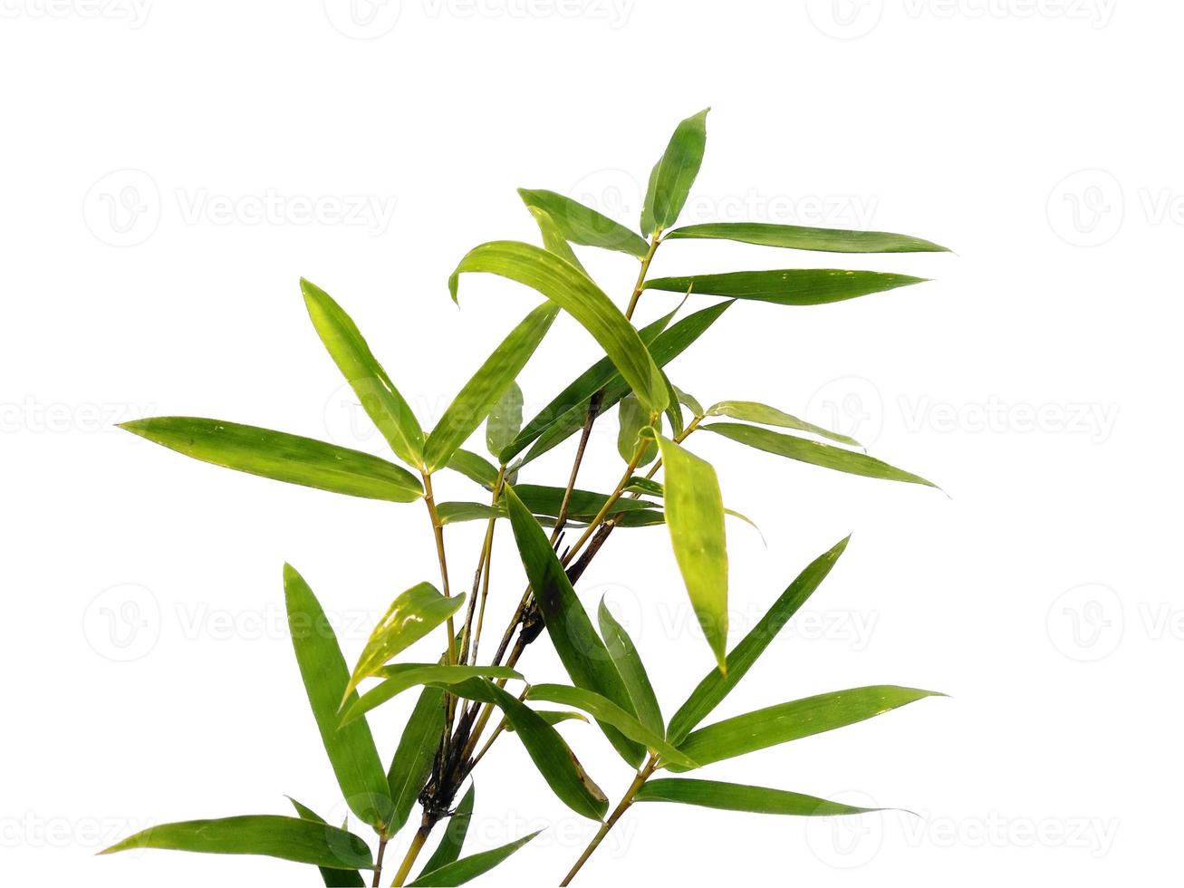 Bamboo leaves Isolated on a white background. Bamboo leaf on white background photo