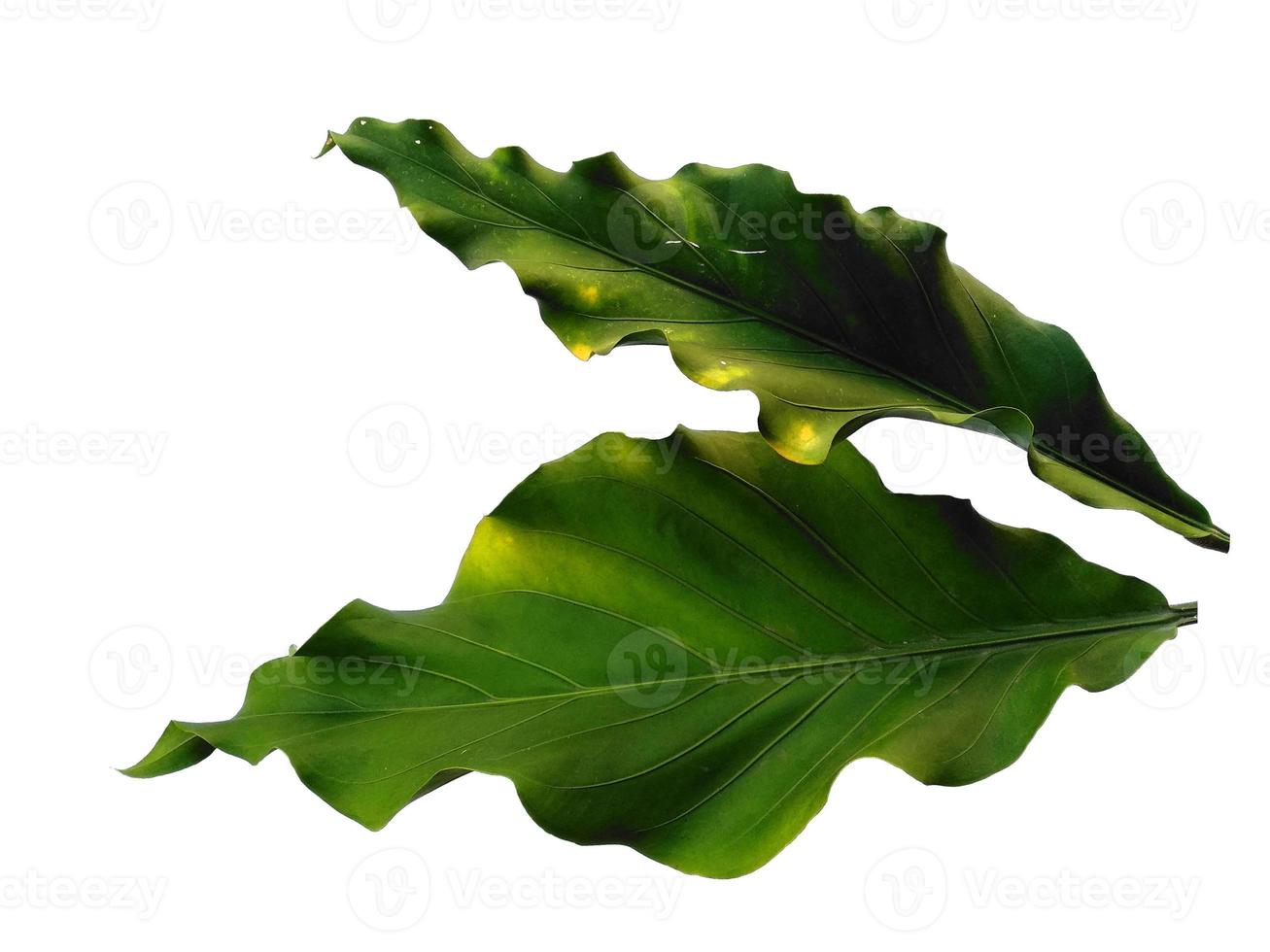 Anthurium Plowmanii leaf on white background. Wave of Love tree isolated on white background photo