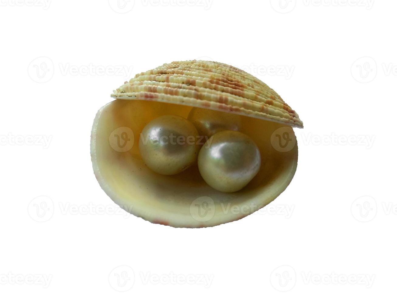 Shell and pearl isolated on white background photo