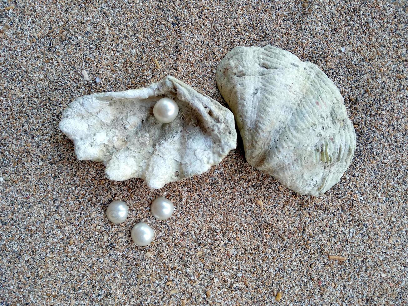 concha con una perla en la arena de una playa foto