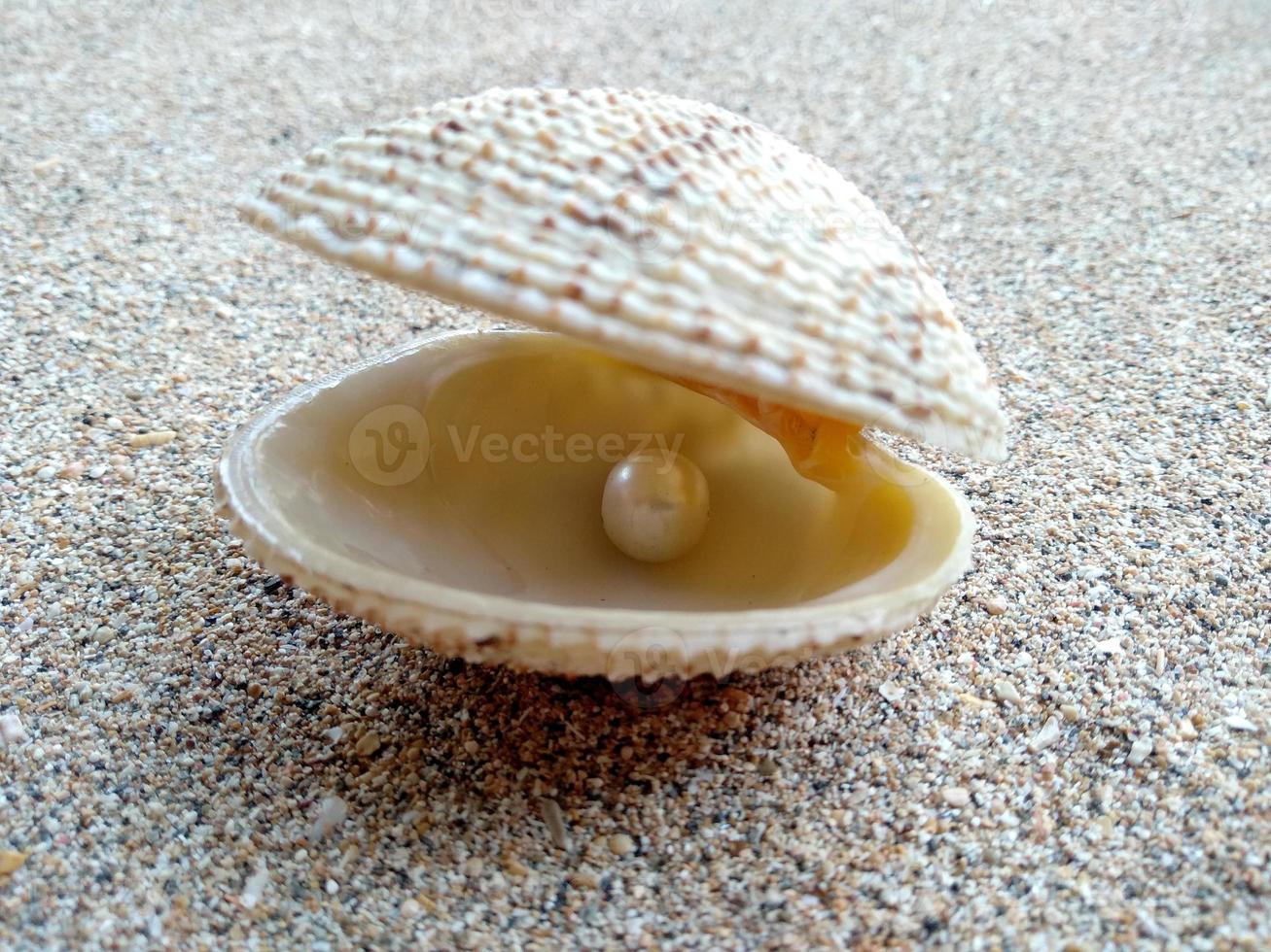 concha con una perla en la arena de una playa foto