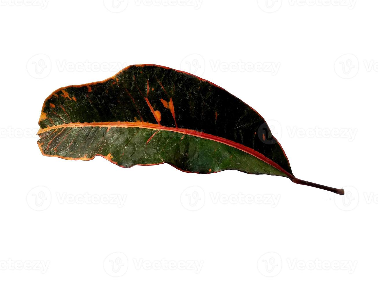 Codiaeum variegatum leaf Isolated on white background photo